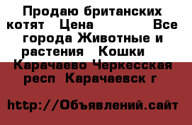 Продаю британских котят › Цена ­ 30 000 - Все города Животные и растения » Кошки   . Карачаево-Черкесская респ.,Карачаевск г.